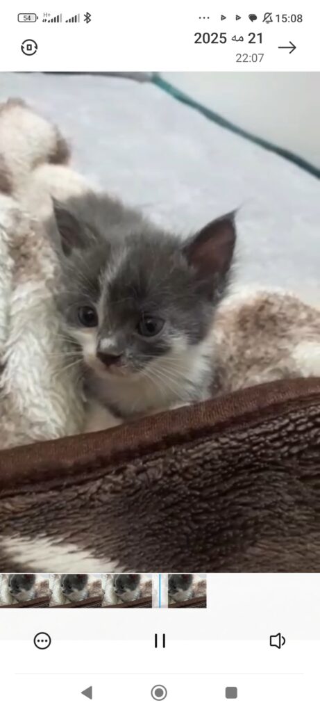 بچه گربه دو ماهه