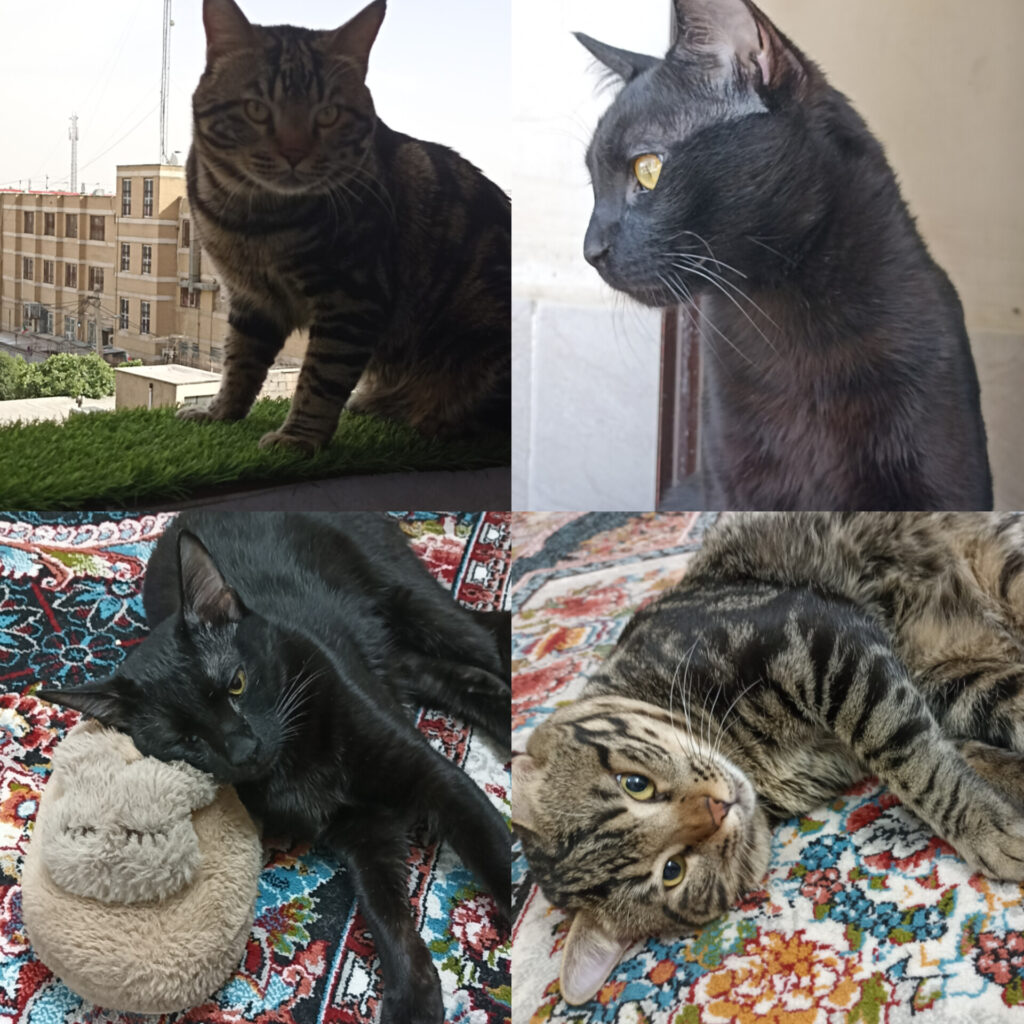 فندق و سرمه