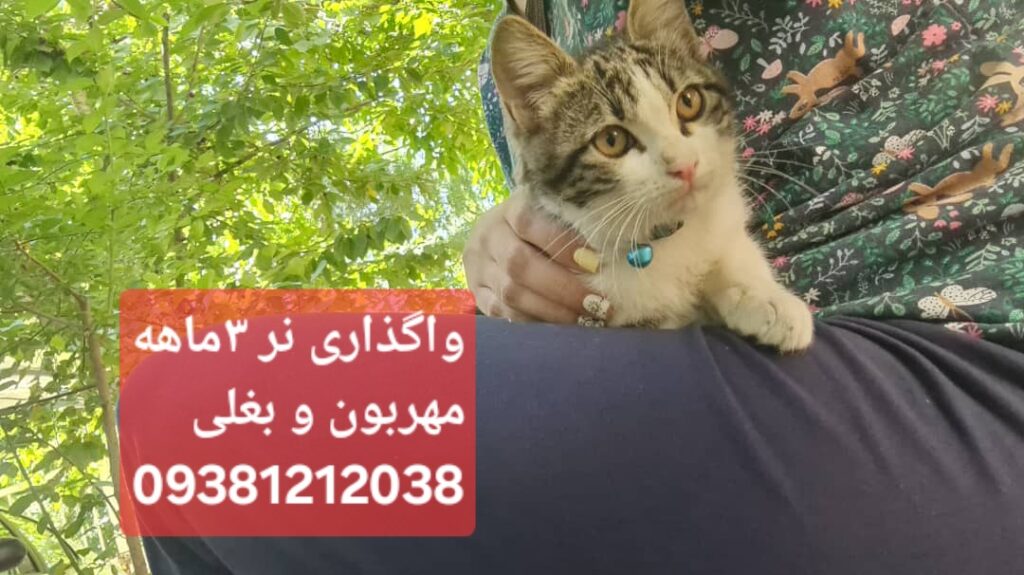 بچه گربه ۳ماهه نر