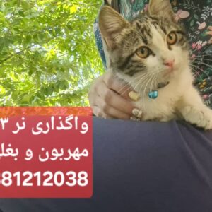 بچه گربه ۳ماهه نر