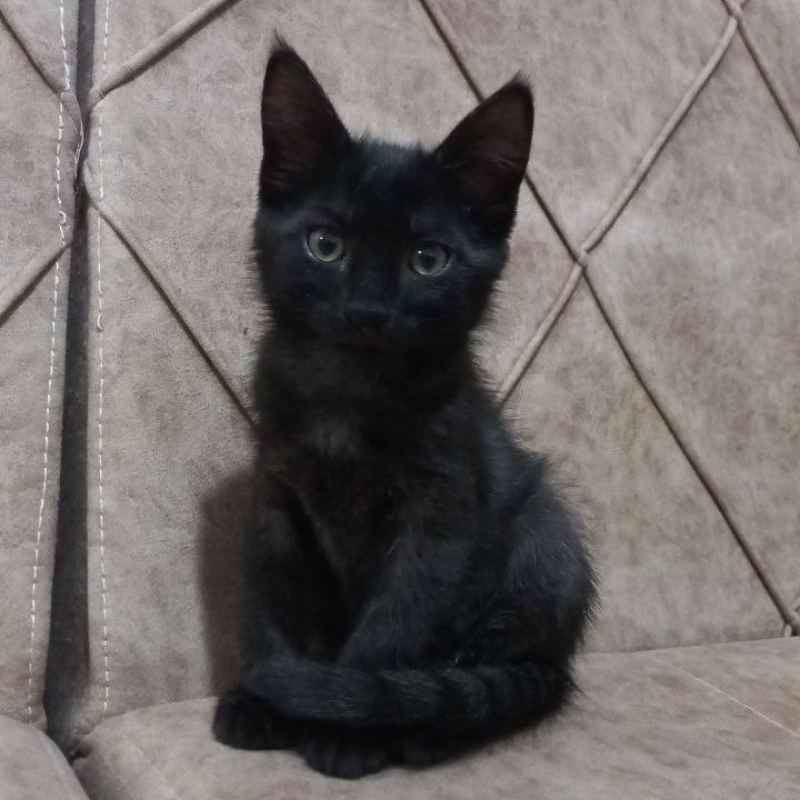 واگذاری بچه گربه مشکی