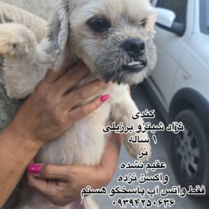 پسر یک ساله شیتزو برزیلی