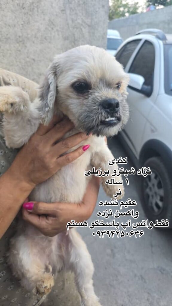 پسر یک ساله شیتزو برزیلی