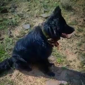 واگذاری رایگان سگ ژرمن بلک توله نر ۸ ماهه