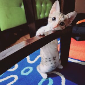 بچه گربه ۳ ماه