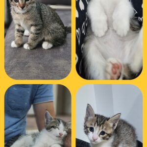 واگذاری بچه گربه ۲ ماهه