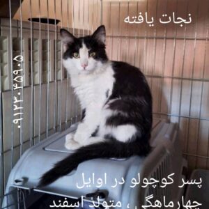 واگذاری بچه گربه
