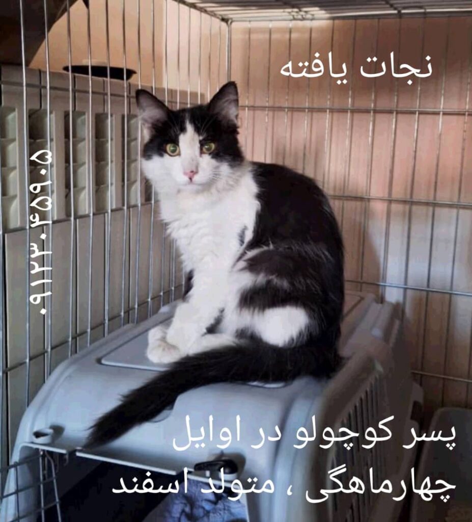 واگذاری بچه گربه