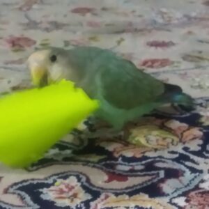 کوتوله برزیلی گمشده