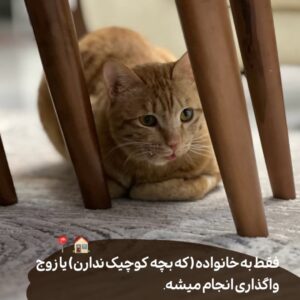 واگذاری رایگان یه گربه مهربونه و آروم