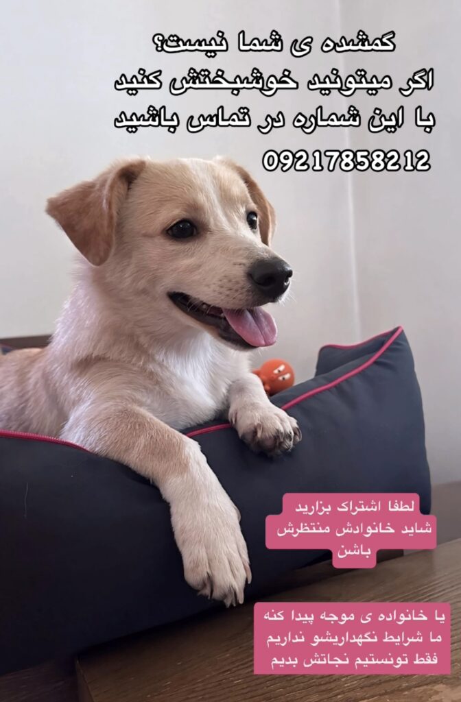سگ پیدا شده