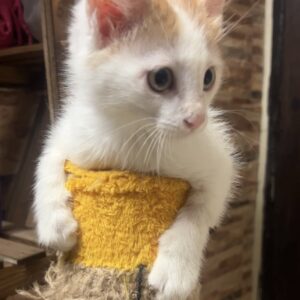 بچه گربه مهربون و خیلی زیبا