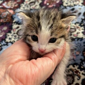 بچه گربه