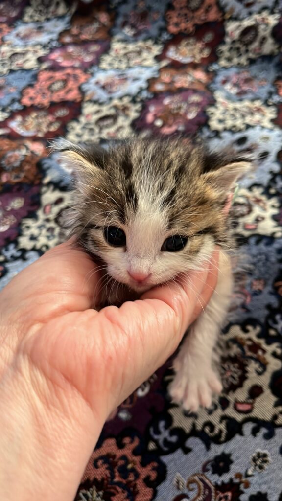 بچه گربه
