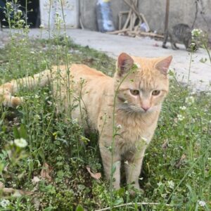 واگذاری گربه نر dsh