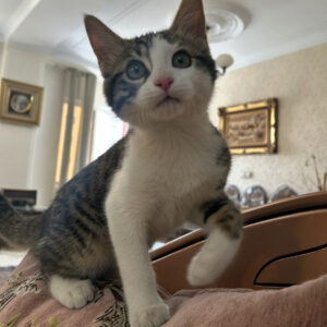 پلنگی سر به هوا