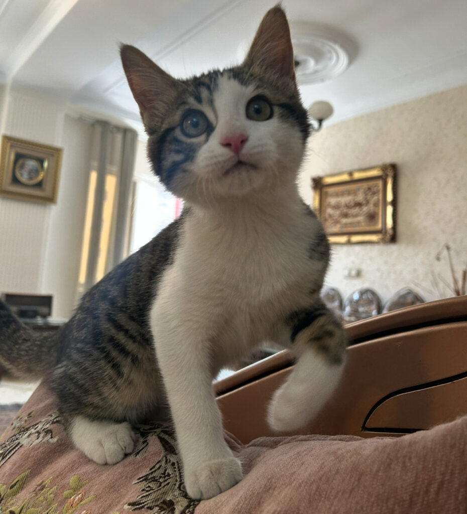 پلنگی سر به هوا