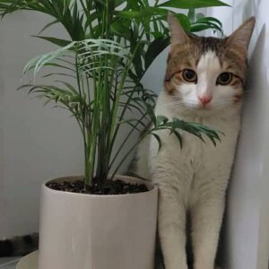 گربه گمشده