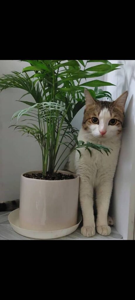 گربه گمشده