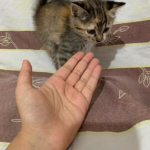بچه گربه دو ماهه خوشگل