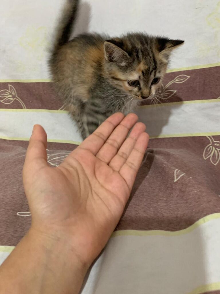 بچه گربه دو ماهه خوشگل