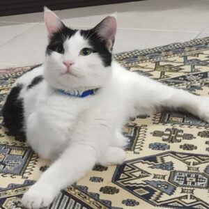 گربه گمشده تاکسیدو