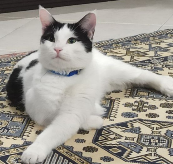 گربه گمشده تاکسیدو