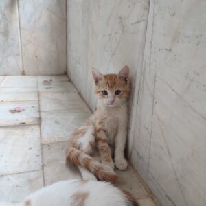 بچه گربه ۲ ماهه
