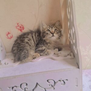 واگذاری بچه‌ گربه