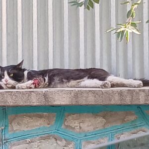 گربه زخمی