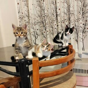بچه گربه دو ماهه
