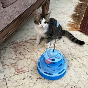واگذاري بچه گربه نمكي😻