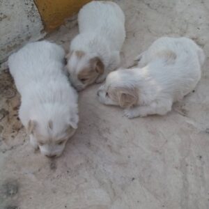 واگذاری توله شیتزو تریر