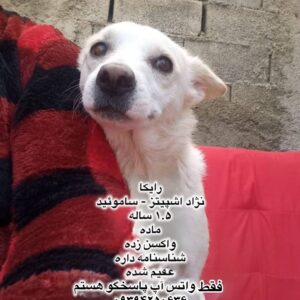 دختر یک ساله اشپیتز- ساموئید