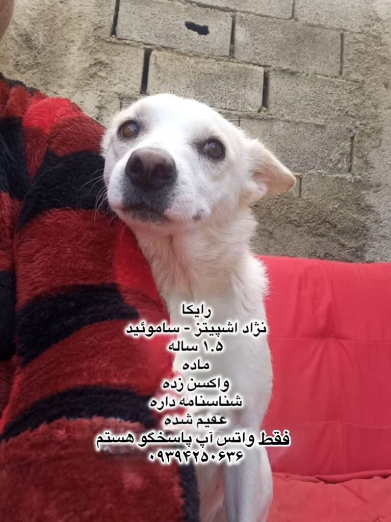 دختر یک ساله اشپیتز- ساموئید