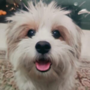 سگ گمشده محدوده پارک ولایت