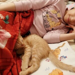 بچه گربه خانگی.اقای هپی