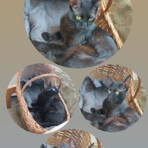 واگذاری گربه سیاه