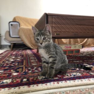 واگذاری ۲ عدد بچه گربه ماده