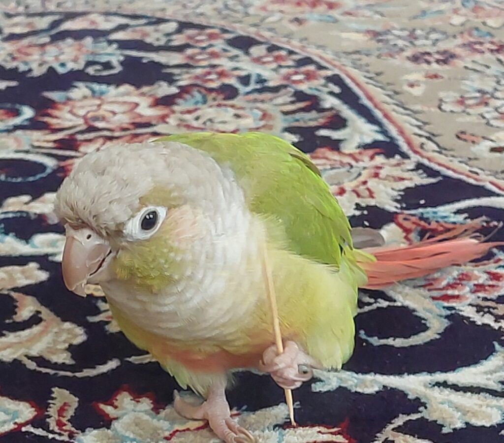 گرینچیک گم شده