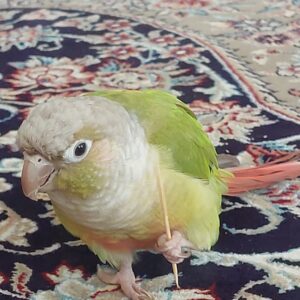 گرینچیک گم شده