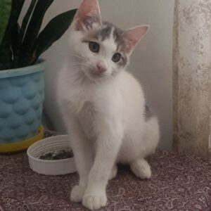 واکذاری گربه سالم و کوچیک