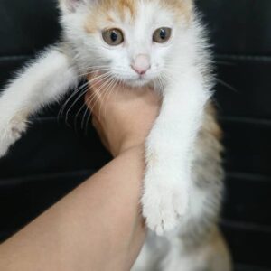 واگذاری بچه گربه DSH