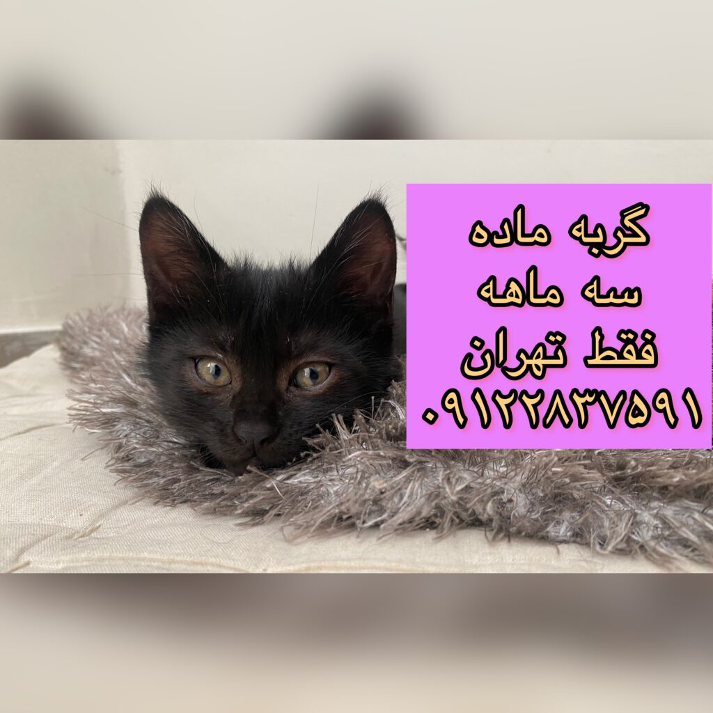 واگذاری بچه گربه- ماده