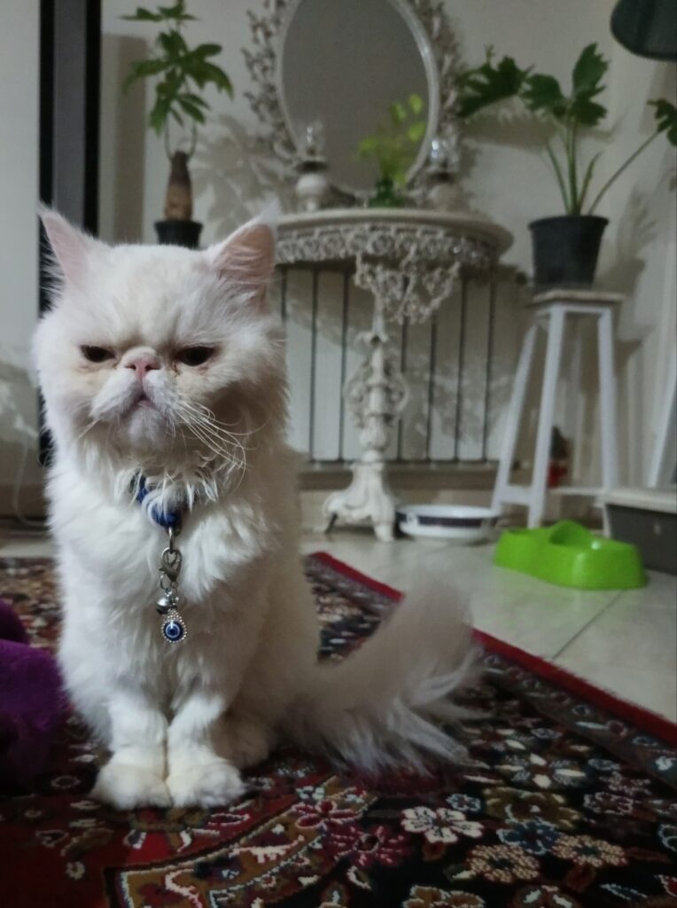 گربه نژاد پرشین