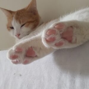 لپه 😻