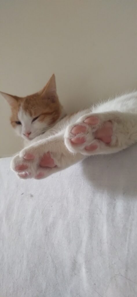 لپه 😻