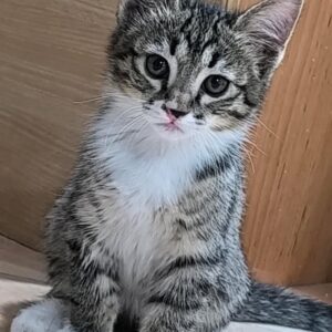 سه تا گربه با هم مادر و دو تا بچه گربه 3ماهه