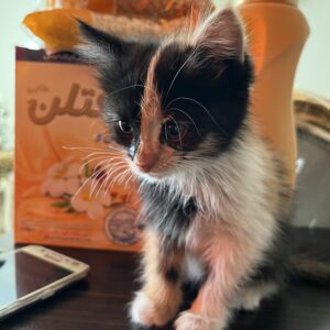 گربه DSH قهوه ای مشکی