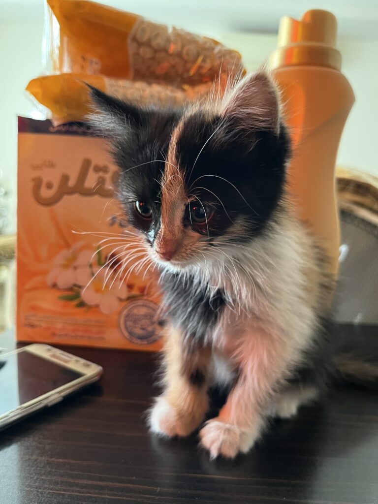 گربه DSH قهوه ای مشکی